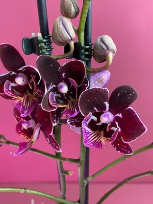 Модульная картина Бордовая орхидея\" купить | в Мнекартину по цене 5 795  руб. + скидка 45%
