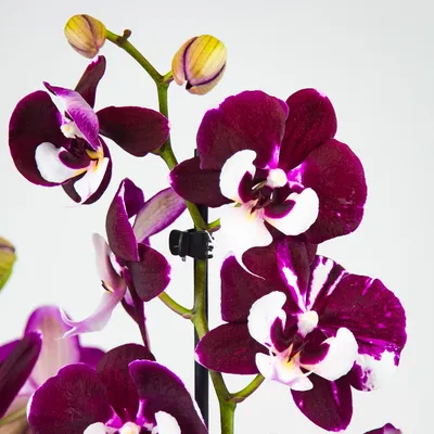 бордовая орхидея фаленопсис мини фотография Stock | Adobe Stock