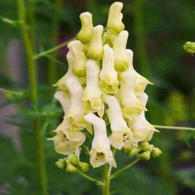 Борец (аконит, Aconitum) — желанный, синий и ядовитый в моём саду. | Сад в  город! | Дзен