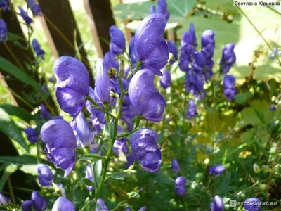 Aconitum Napellus Цветок — стоковые фотографии и другие картинки Борец -  Борец, Aconitum Carmichaelii, Без людей - iStock