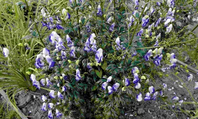 Борец (аконит, Aconitum) — желанный, синий и ядовитый в моём саду. | Сад в  город! | Дзен