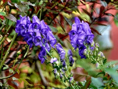 Аконит клобучковый,Борец ( Aconitum napellus) - «Ещё его называют  туфелькой» | отзывы