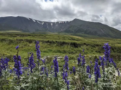 Aconitum variegatum L., Борец пёстрый (World flora) - Pl@ntNet identify