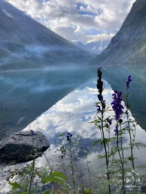 Аконит (Борец) клобучковый: купить в Москве саженцы Aconitum napellus в  питомнике «Медра»