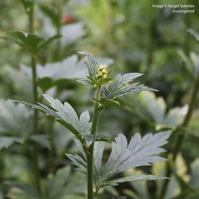 Аконит (Борец) Генри Спаркc Вэрайети: купить в Москве саженцы Aconitum  henryi Sparks Variety в питомнике «Медра»