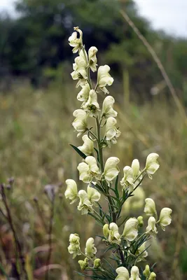 Борец (аконит, Aconitum) — желанный, синий и ядовитый в моём саду. | Сад в  город! | Дзен