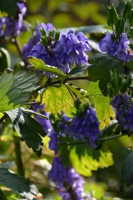 Борец пёстрый (Aconitum variegatum) - PictureThis