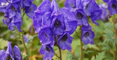 Аконит клобучковый,Борец ( Aconitum napellus) - «Потрясающе красивый, но  такой опасный для жизни... Осторожно: ЭТО необходимо знать!!!» | отзывы