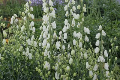 Фотография Борец бородатый (Aconitum barbatum) Окрестности Байкала |  Фотобанк ГеоФото/GeoPhoto | GetImages Group