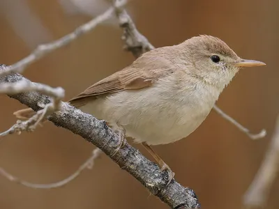 Южная бормотушка - eBird