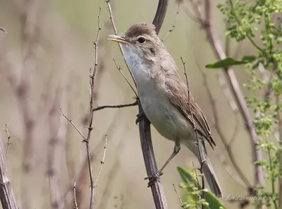 Бормотушка Hippolais calligata Booted Warbler