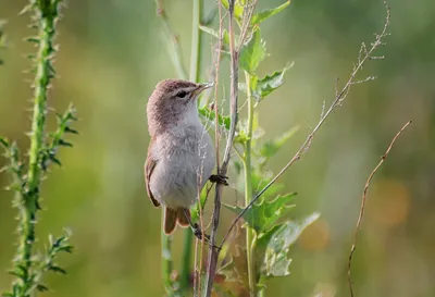 Южная бормотушка - eBird