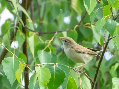 Южная бормотушка - eBird