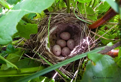 Южная бормотушка - eBird