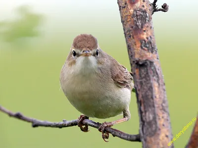 Бормотушка Hippolais calligata Booted Warbler