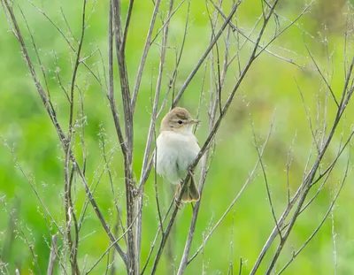 Северная бормотушка, Iduna caligata, Booted Warbler | Flickr