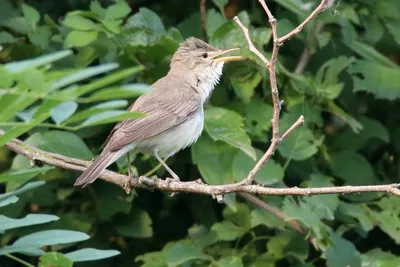 Северная бормотушка. | BirdWatch.by