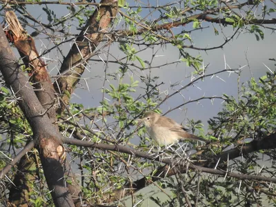 Бормотушка Hippolais calligata Booted Warbler