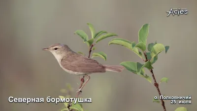 Северная бормотушка