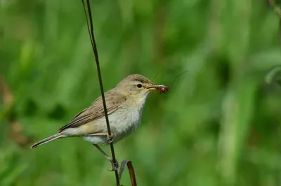 Южная бормотушка - eBird