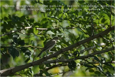 Южная бормотушка - eBird