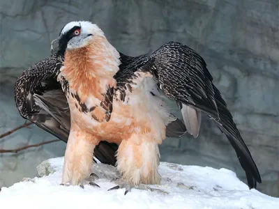 Бородач (птица). Фото и описание
