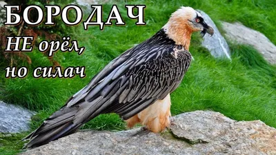 Бородач птица - Кубань - мой регион Кубань — мой регион