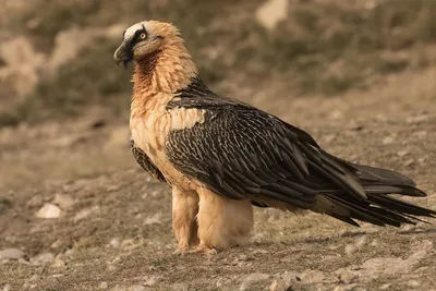 Фотография Бородач (Gypaetus barbatus) Птицы западного Кавказа | Фотобанк  ГеоФото/GeoPhoto | GetImages Group