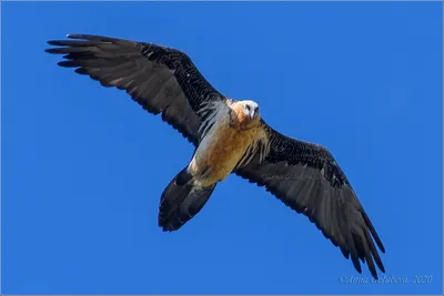 Бородач, или ягнятник (Gypaetus barbatus) | Взгляд на мир через об'ектив |  Дзен