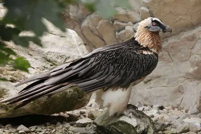 Бородач – уникальная птица из семейства ястребов | Природа нашей планеты |  Дзен