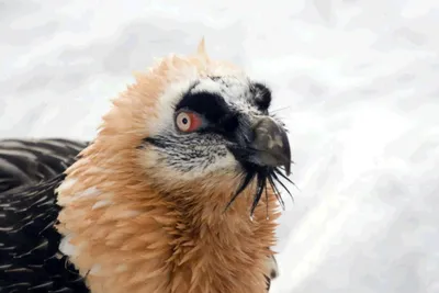 Бородач или ягнятник - величественные птицы (фото)