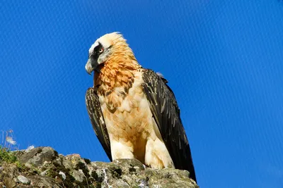 Бородач (Gypaetus barbatus). Птицы Сибири.