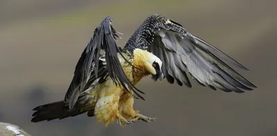 Гриф, бородач (Gypaetus barbatus - онлайн-пазл