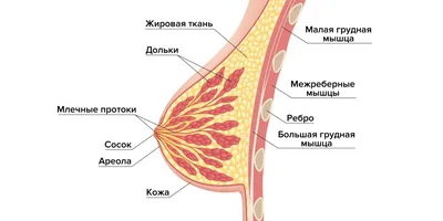 Папилломы - причины, симптомы, диагностика, лечение и профилактика  заболевания