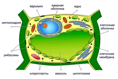 Удаление бородавок в Самаре цены | Клиники доктора Кравченко