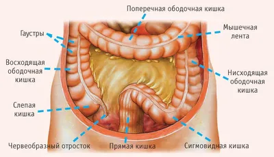 OrtoMed - аксессуары для здоровья Трубка из хлопка и силикона на пальцы ног