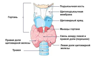 Фиброма кожи у среднеазиатской черепахи | Второе мнение по гистологии