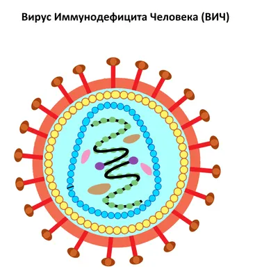 СПИД ИНДИКАТОРНЫЙ ДЕРМАТОЛОГИЧЕСКИЙ СИНДРОМ У ВИЧ ИНФИЦИРОВАННОГО П