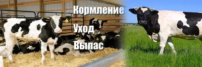 Инфекционный папилломатоз крупного рогатого скота (бычьи бородавки)