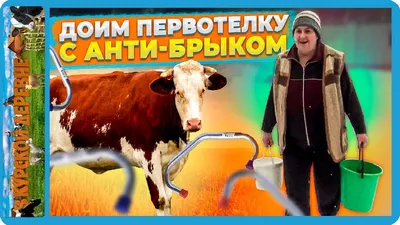 Топ-5 из почти 112 тыс. фуражных коров | 17.02.2023 | ЛенОбласть -  БезФормата