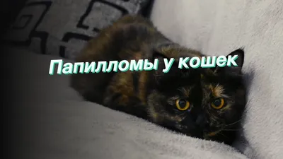 Бородавки у кошек - картинки и фото koshka.top
