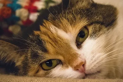 Бородавки - причины и способы лечения у кошек | Ваши Питомцы