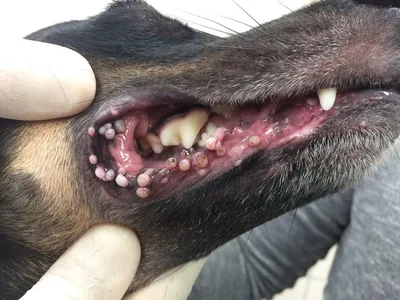 Бородавки у собак - Ветеринарный госпиталь