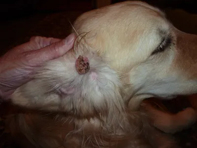 Бородавки у собак: (+фото) на морде, лапах, теле, губе, коже, что делать,  методы лечения
