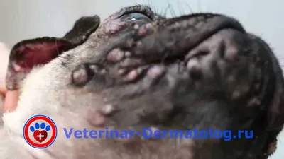 Консультации ветеринарного специалиста 2 : Ветеринария