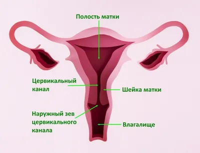 Удаление папиллом на шейке матки лазером в Киеве ≡ MED CITY | Лазерное  удаление папиллом на шейке матки