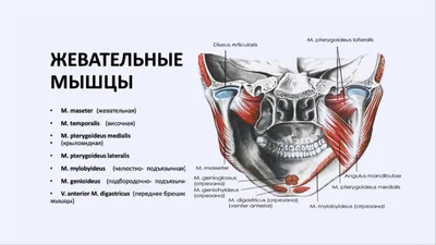 Ботокс в жевательные мышцы (Релатокс) | Ботулинотерапия при бруксизме в  Москве