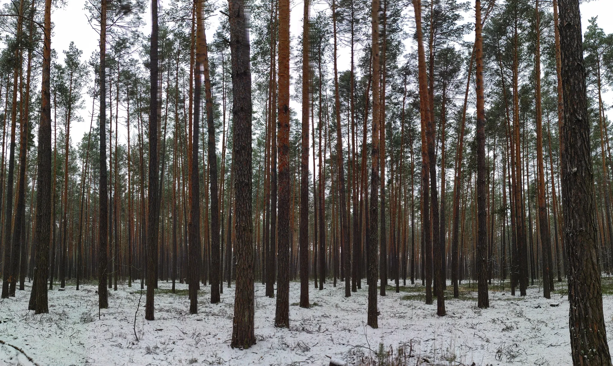 Форест брянск. Брянские леса. Лес панорама. Брянск лес фото обычное.