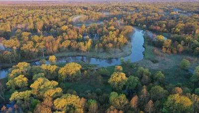 Брянские леса обследуют для возможного перевода в чистую зону | Брянская  губерния | Дзен