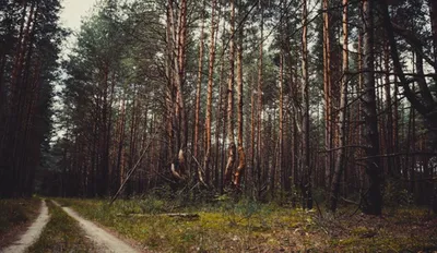 Брянская улица : Брянские леса понесли ущерб на 20 миллионов рублей